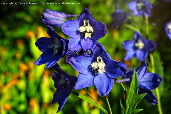 Blue Delphinium or Larkspur Flowers  Picture Board by Taina Sohlman