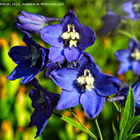 Buy canvas prints of Blue Delphinium or Larkspur Flowers  by Taina Sohlman