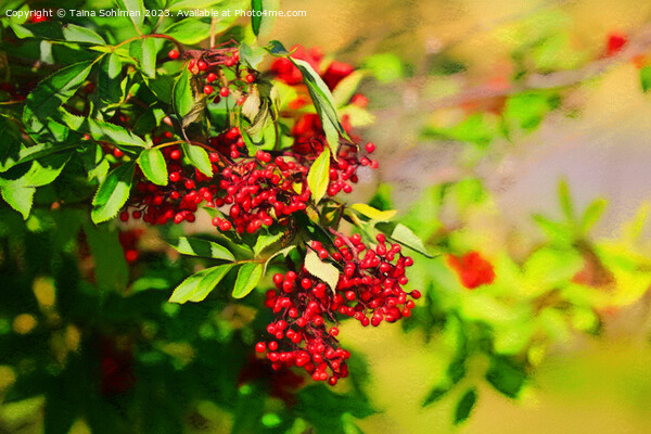 Red Berries in Sunlight  Picture Board by Taina Sohlman