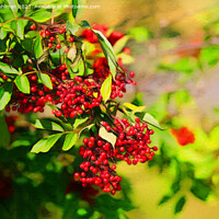 Buy canvas prints of Red Berries in Sunlight  by Taina Sohlman