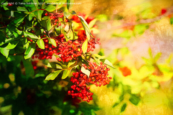 Red Berries in Sunlight 2 Picture Board by Taina Sohlman