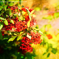Buy canvas prints of Red Berries in Sunlight 2 by Taina Sohlman