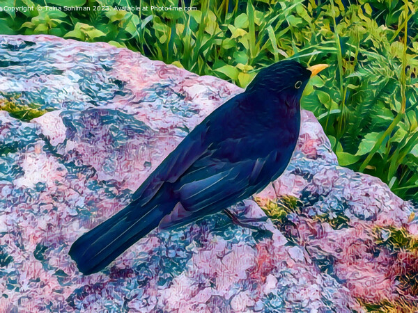 Beautiful Blackbird Digital Art Picture Board by Taina Sohlman