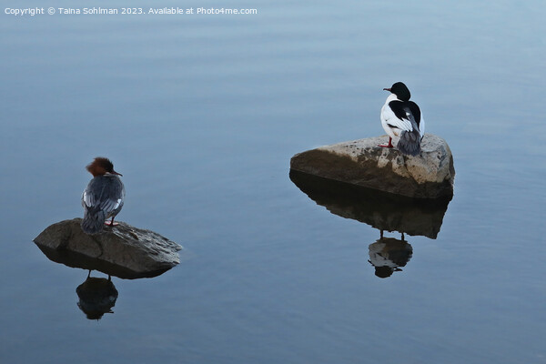 Hers and His - Pair of Common Mergansers Resting Picture Board by Taina Sohlman