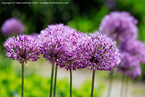Purple Allium Flowers  Picture Board by Taina Sohlman