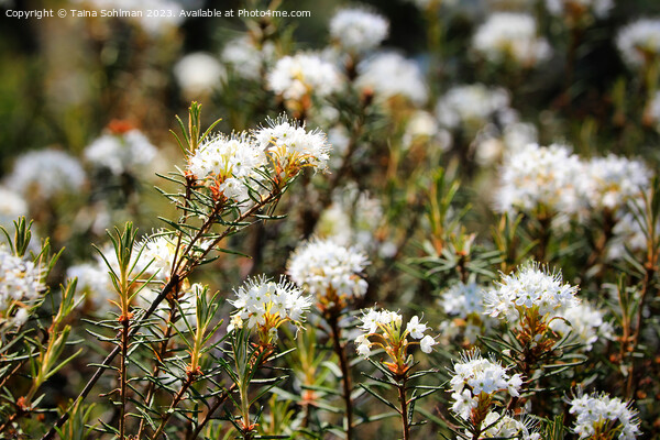 Rhododendron tomentosum, Marsh Labrador tea Flower Picture Board by Taina Sohlman