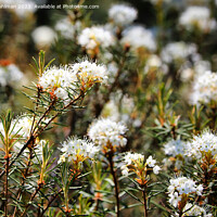 Buy canvas prints of Rhododendron tomentosum, Marsh Labrador tea Flower by Taina Sohlman