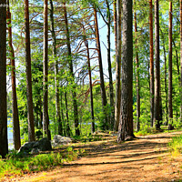 Buy canvas prints of Walking in Sunny Summer Forest  by Taina Sohlman