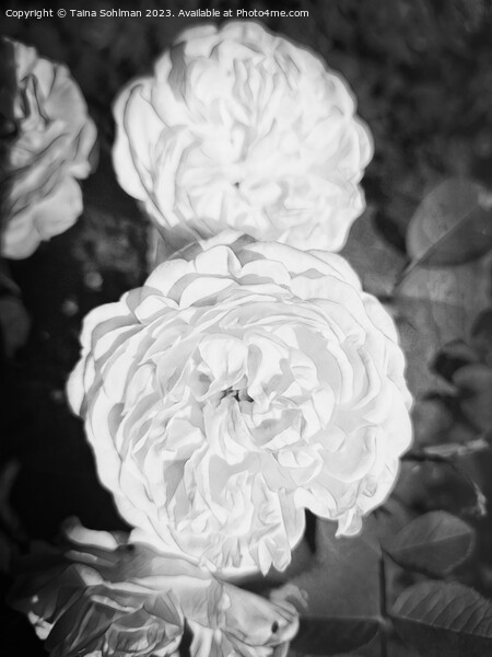 The Enigmatic Rose Monochrome 2 Picture Board by Taina Sohlman