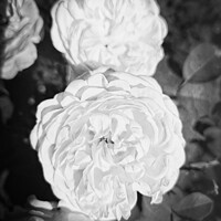 Buy canvas prints of The Enigmatic Rose Monochrome 2 by Taina Sohlman