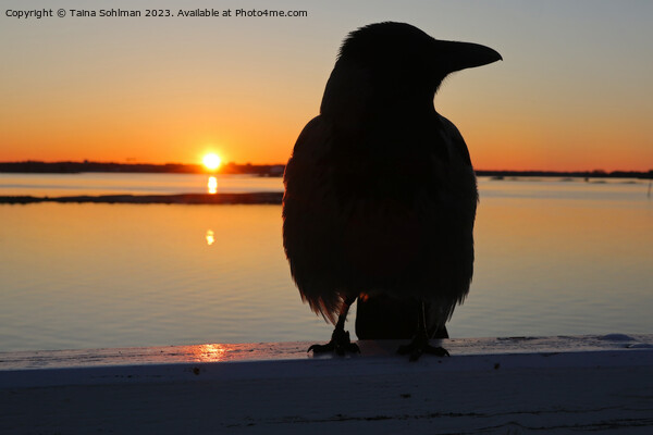 Sunrise With Hooded Crow  Picture Board by Taina Sohlman