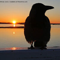 Buy canvas prints of Sunrise With Hooded Crow  by Taina Sohlman