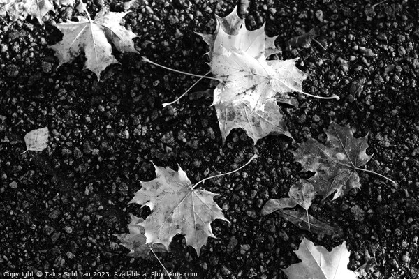 Fallen Maple Leaves in Black and White Picture Board by Taina Sohlman