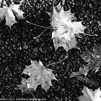 Buy canvas prints of Fallen Maple Leaves in Black and White by Taina Sohlman