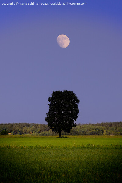Solitary Maple Tree Under the Moon Picture Board by Taina Sohlman