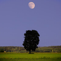 Buy canvas prints of Solitary Maple Tree Under the Moon by Taina Sohlman