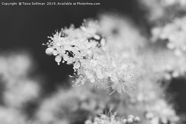 Floral background of Meadowsweet (Filipendula ulma Picture Board by Taina Sohlman