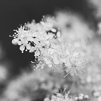 Buy canvas prints of Floral background of Meadowsweet (Filipendula ulma by Taina Sohlman
