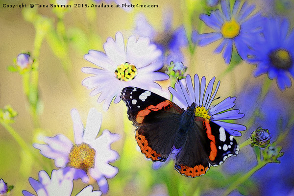 Red Admiral Butterfly on Flowers Picture Board by Taina Sohlman
