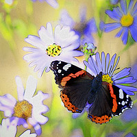 Buy canvas prints of Red Admiral Butterfly on Flowers by Taina Sohlman