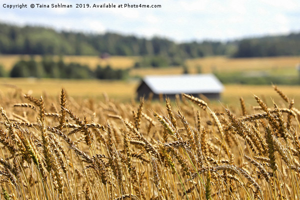 Ripening Wheat in August Picture Board by Taina Sohlman