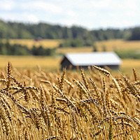 Buy canvas prints of Ripening Wheat in August by Taina Sohlman