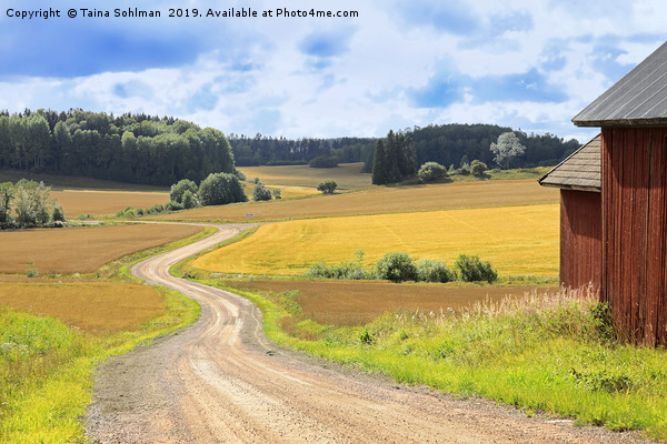 Country Road Through Fields in Late Summer Picture Board by Taina Sohlman