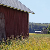 Buy canvas prints of Rural Landscape with Three Barns by Taina Sohlman