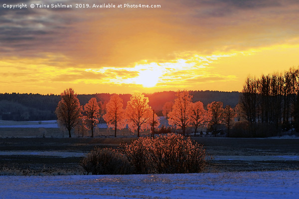 Colours of Winter Sunset Picture Board by Taina Sohlman