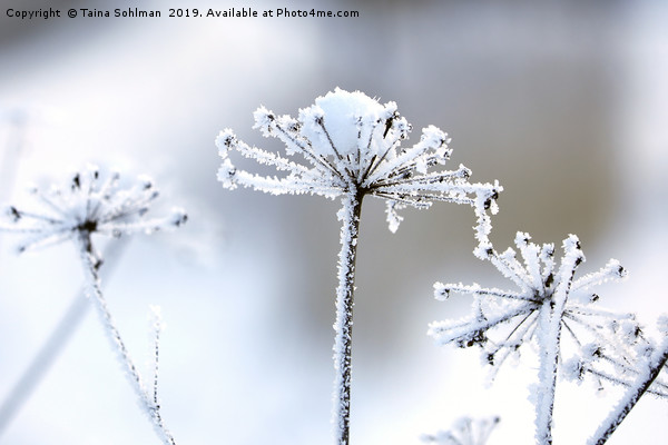 Hoarfrost in Winter  Picture Board by Taina Sohlman