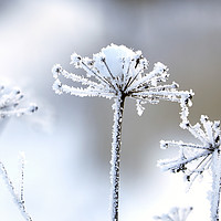 Buy canvas prints of Hoarfrost in Winter  by Taina Sohlman