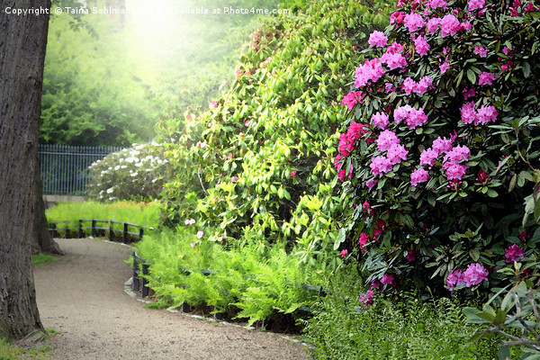 Sunlit Path in the Rhododendron Garden Picture Board by Taina Sohlman