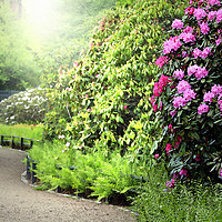 Buy canvas prints of Sunlit Path in the Rhododendron Garden by Taina Sohlman