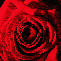 Buy canvas prints of Red Rose Digital  by Taina Sohlman