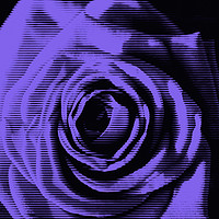 Buy canvas prints of Purple Rose Digital by Taina Sohlman