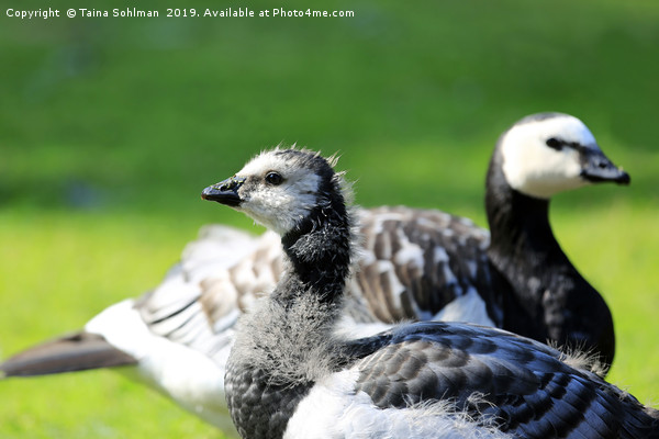 Gosling and Adult Barnacle Goose Picture Board by Taina Sohlman