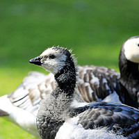 Buy canvas prints of Gosling and Adult Barnacle Goose by Taina Sohlman
