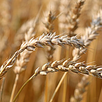 Buy canvas prints of Ripe Wheat by Taina Sohlman