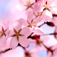 Buy canvas prints of Pink Cherry Blossoms Watercolour by Taina Sohlman