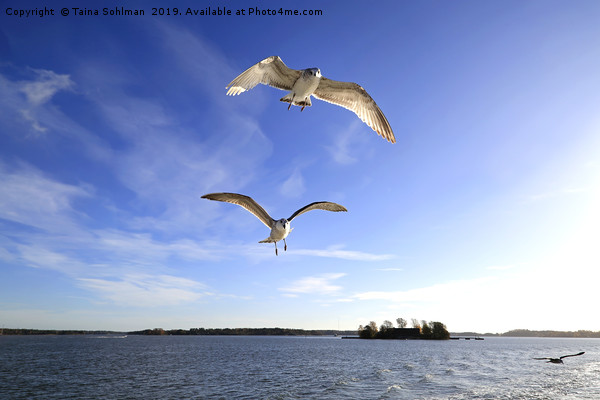 Seagulls Following Ferry Picture Board by Taina Sohlman
