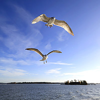 Buy canvas prints of Seagulls Following Ferry by Taina Sohlman
