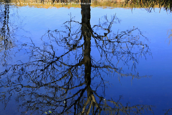 Mirrored Tree Picture Board by Taina Sohlman