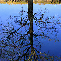 Buy canvas prints of Mirrored Tree by Taina Sohlman
