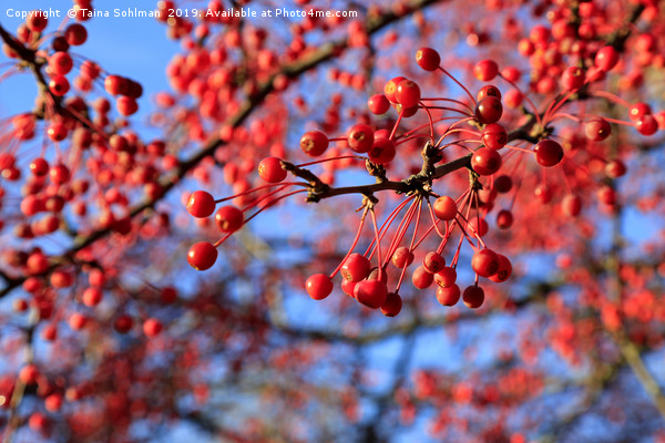 Red Berries, Blue Sky Picture Board by Taina Sohlman