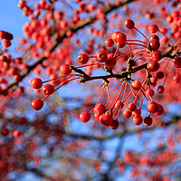 Buy canvas prints of Red Berries, Blue Sky by Taina Sohlman
