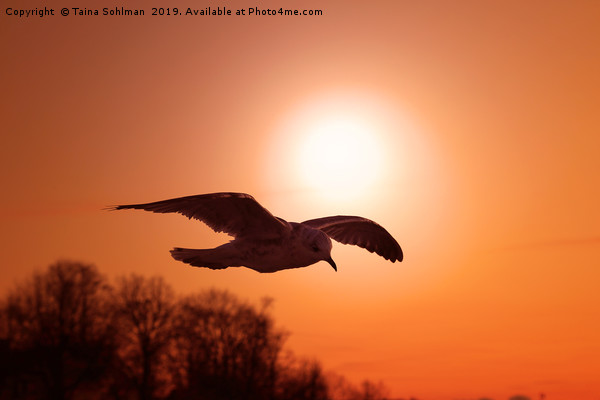 Seagull agaist Sunset Sky Picture Board by Taina Sohlman