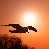 Buy canvas prints of Seagull agaist Sunset Sky by Taina Sohlman