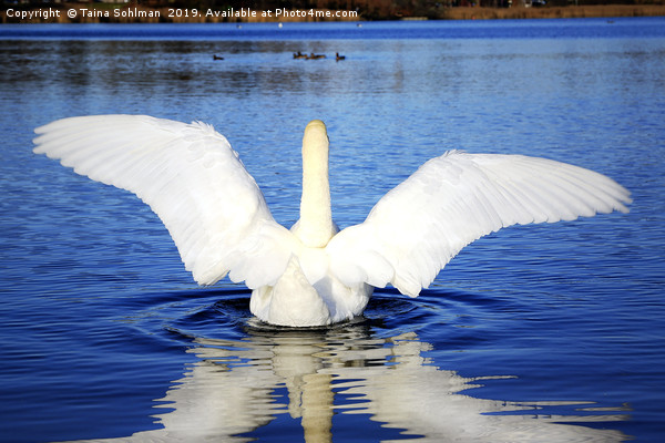 White Swan Spreading Wings Picture Board by Taina Sohlman
