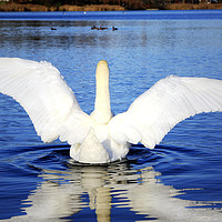 Buy canvas prints of White Swan Spreading Wings by Taina Sohlman