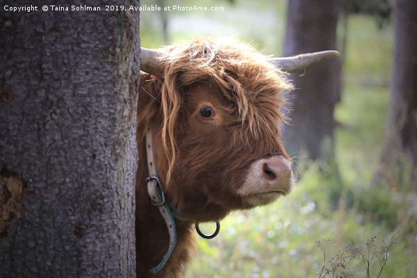 Young Highland Bull Peeks Behind Tree Picture Board by Taina Sohlman